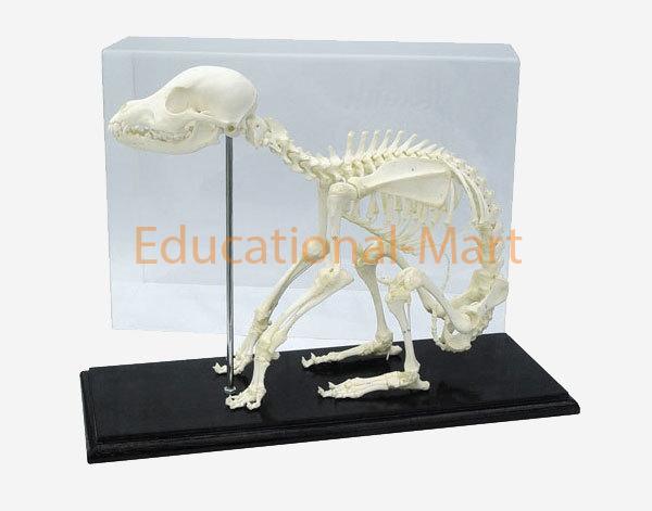 Doa Skeleton