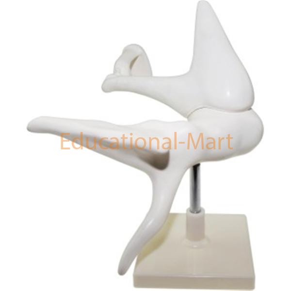 Ear Ossicles