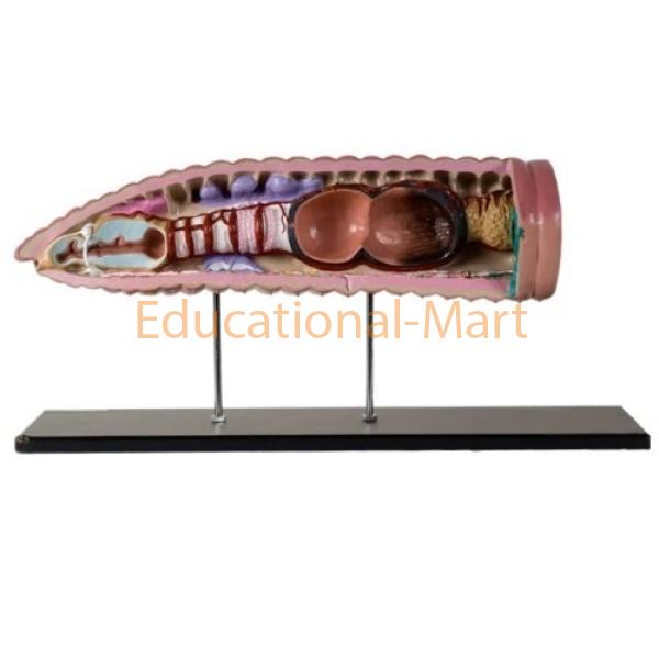 Educational Earthworm Model