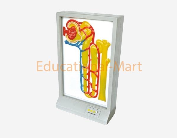 Electronic Model of Urine Formation