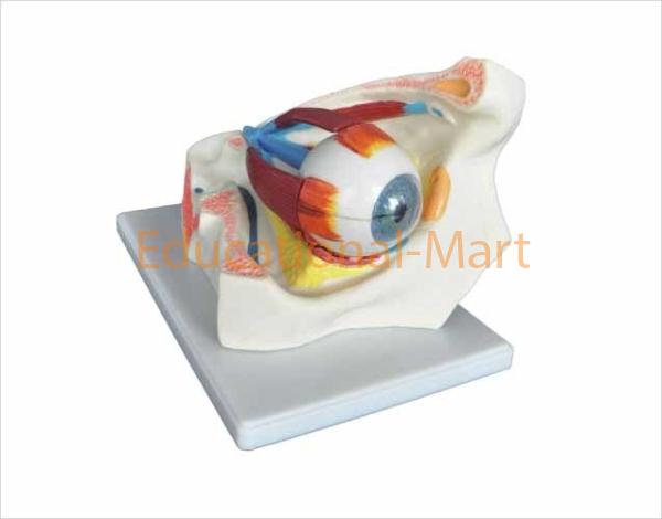 Eye in Orbit, 8-Par