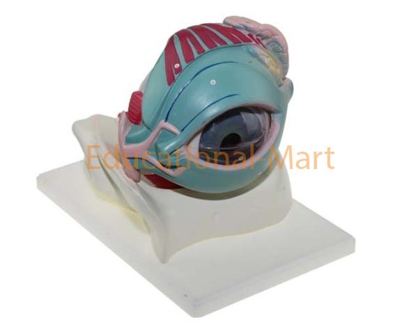 Eye in Orbit