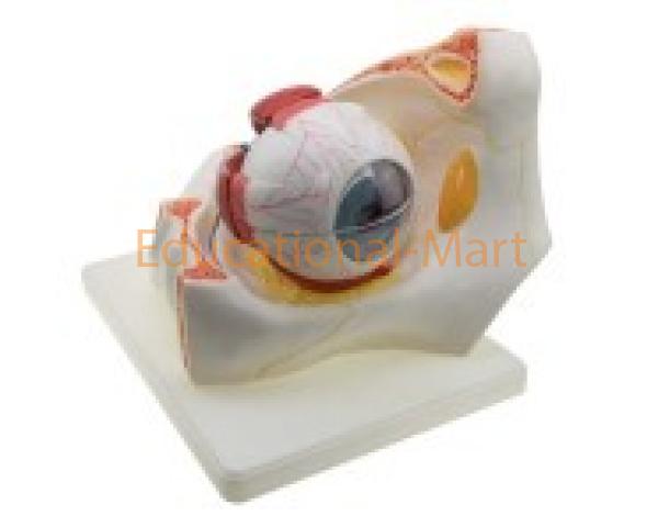 Eye with Orbit Human Eye Model