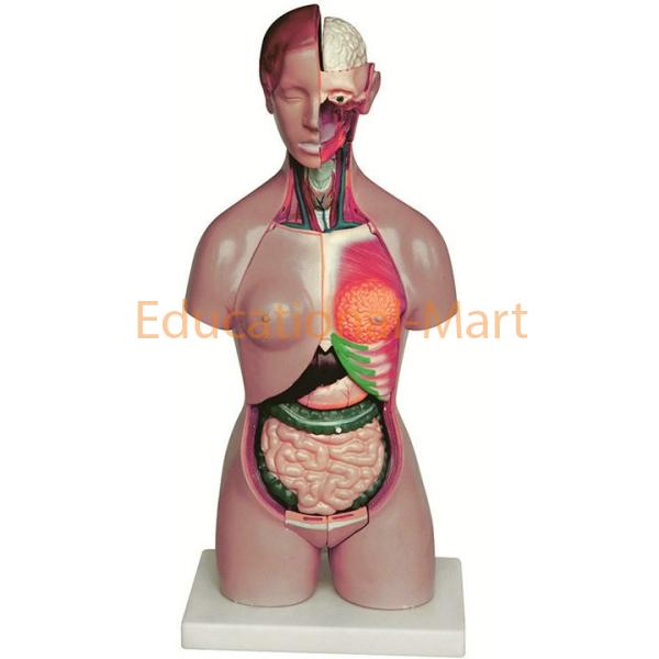 Female Torso
