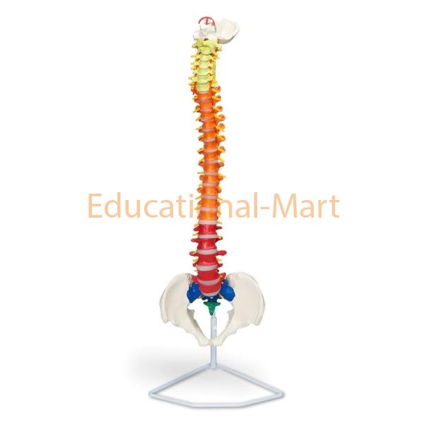 Educational Flexible Spinal Column with Colour Coded Regions