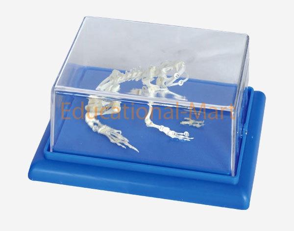 Frog Skeleton