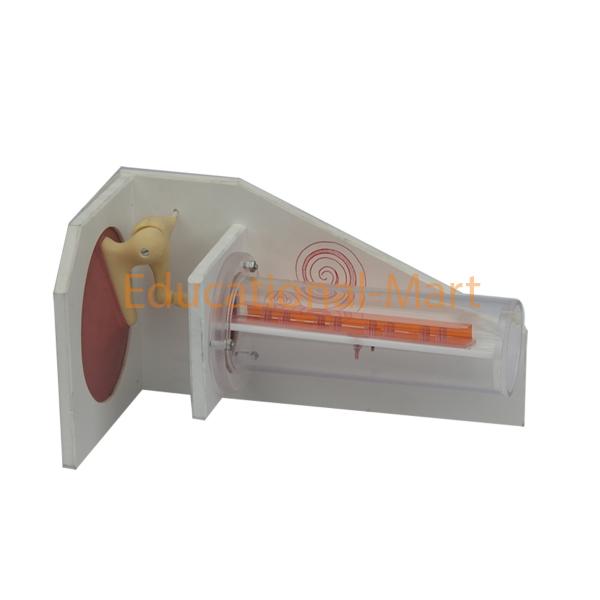 Functional Ear Model