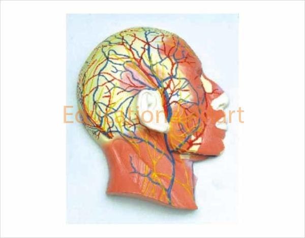 Half Head with Musculature Blood Vessels Nerves