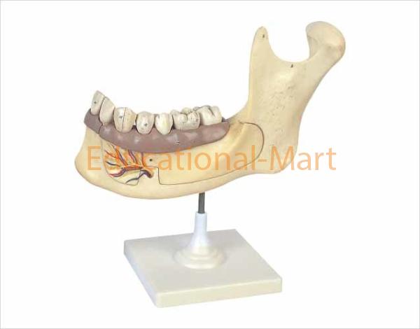 Half Lower Jaw