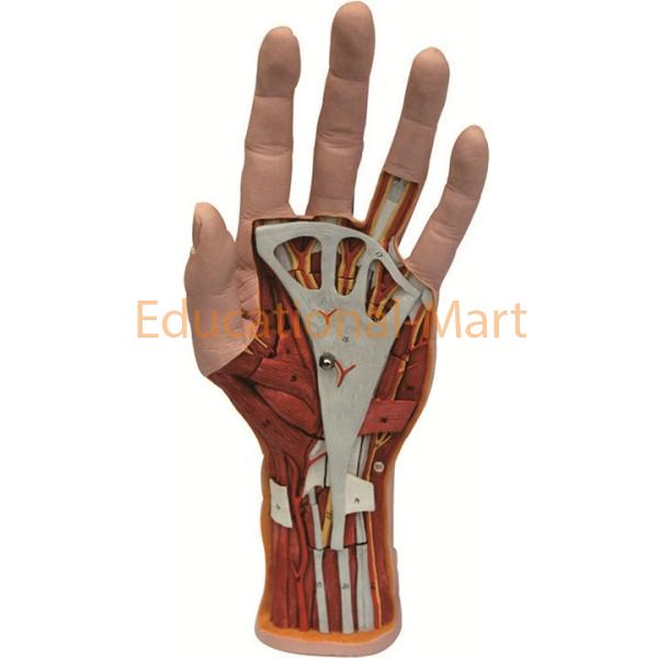 Hand Model