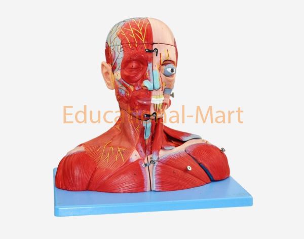 Head and Neck Musculature