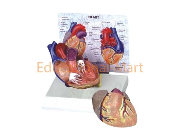 Heart Model