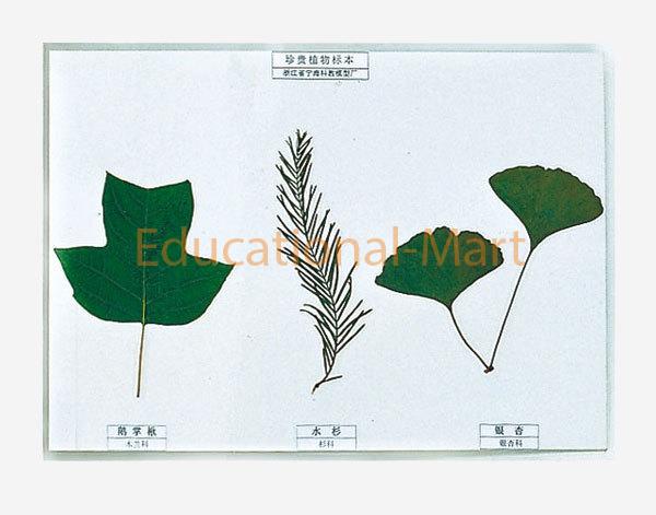 Herbarium of Rare Pant Leaf