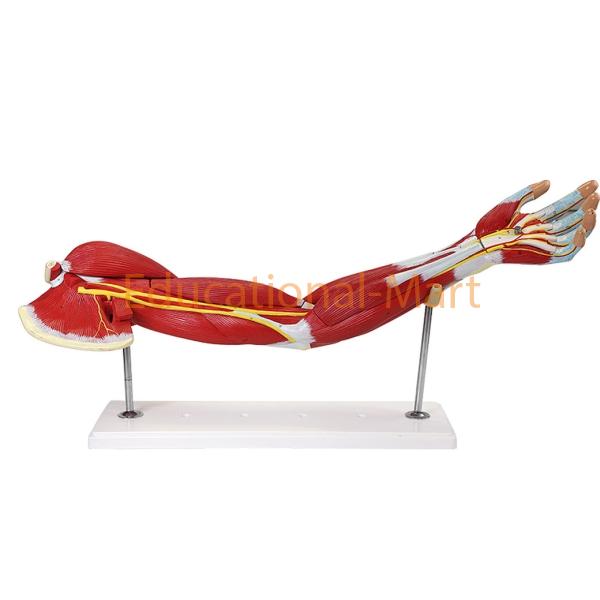 Human Arm 7 Parts Muscles Anatomy Model