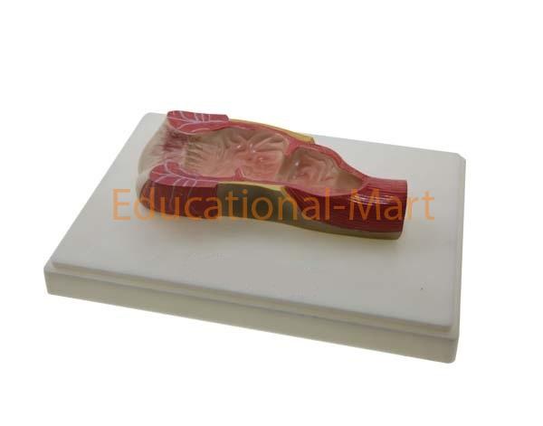 Human Anus Model