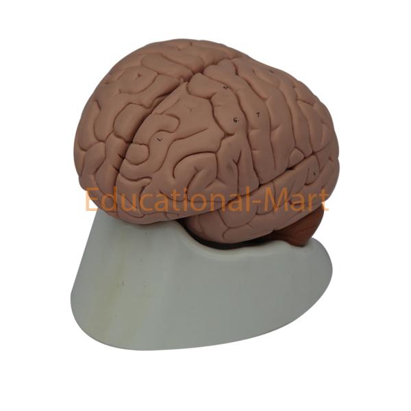 Human Brain