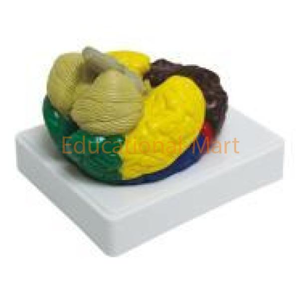 Human Brain Model Brain