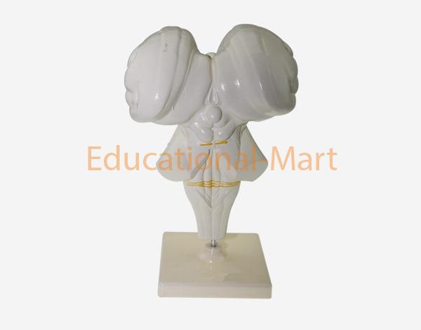 Human Brain Stem