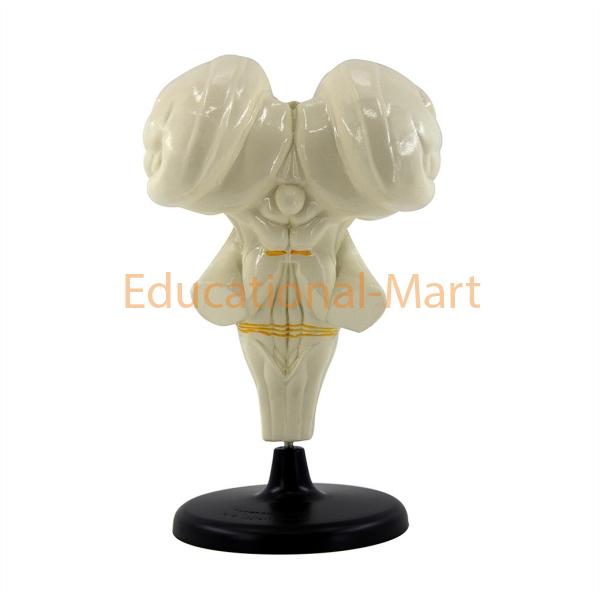 Human Brain Stem Anatomy Model