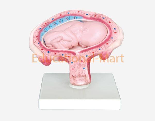 Human Development Set