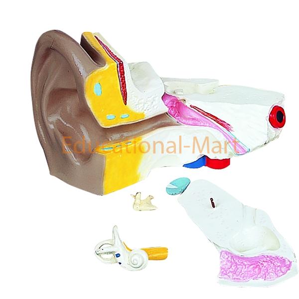 Human Ear