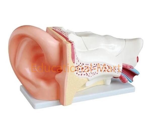 Educational Ear Vinyl Plastic