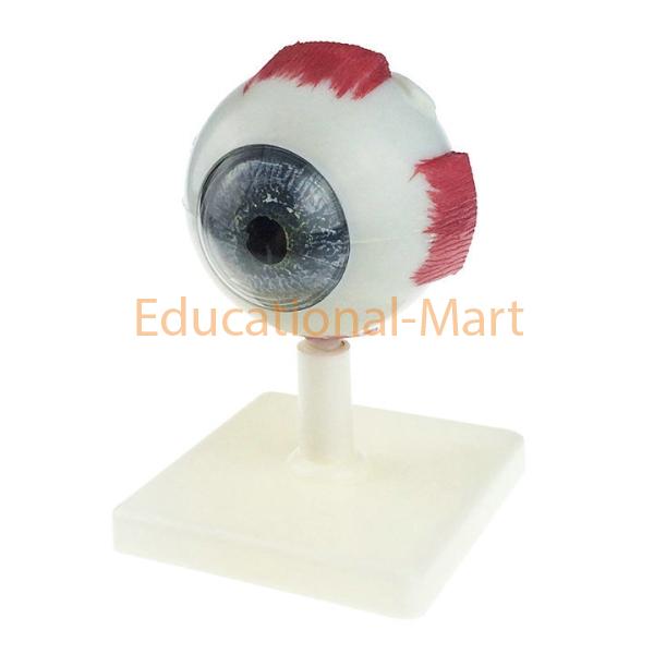 Human Eye