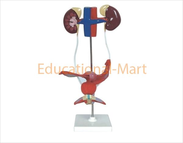 Human Female Urogenital System