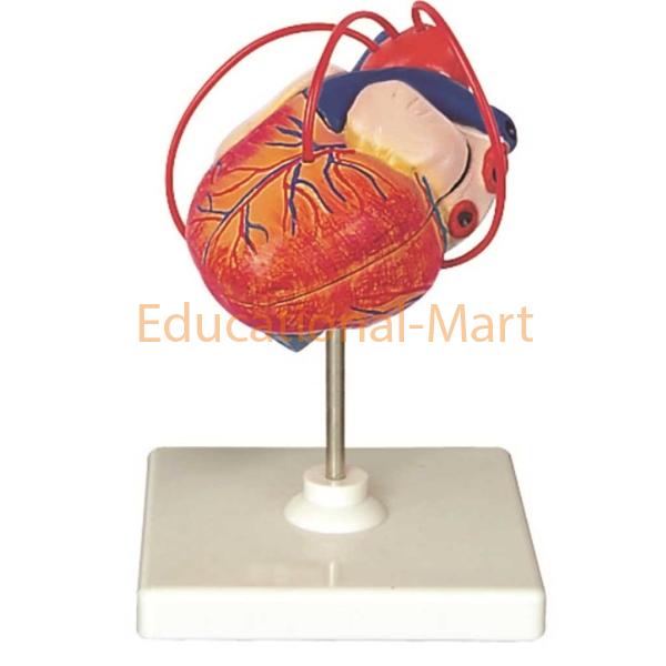 Human Heart