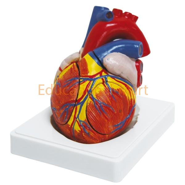 Human Heart 3 Times