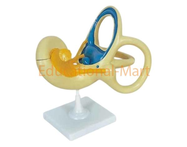 Human Inner Ear