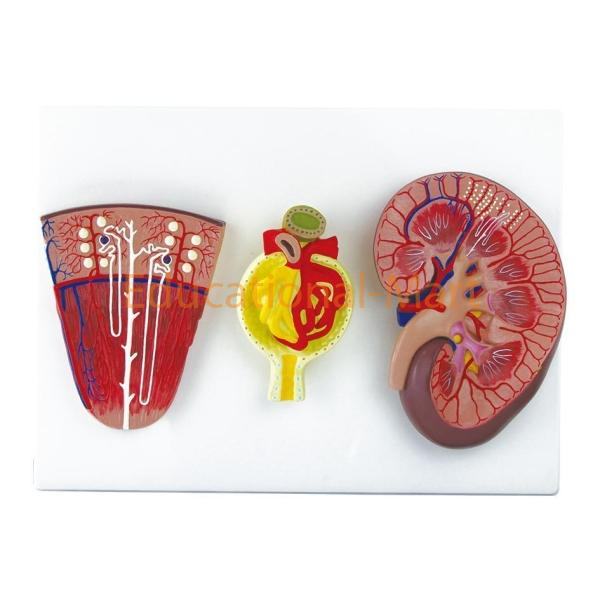 Human Kidney, Nephron And Glomerulus