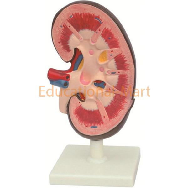 Human Kidney