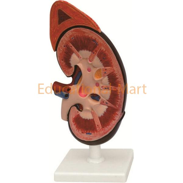 Human Kidney With Adrenal Gland