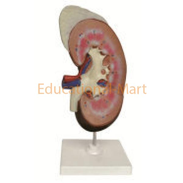 Human Kidney With Adrenal Gland Kidney Model