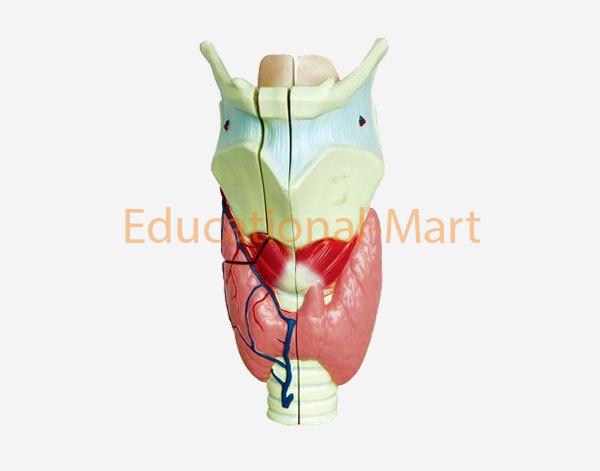 Human Larynx
