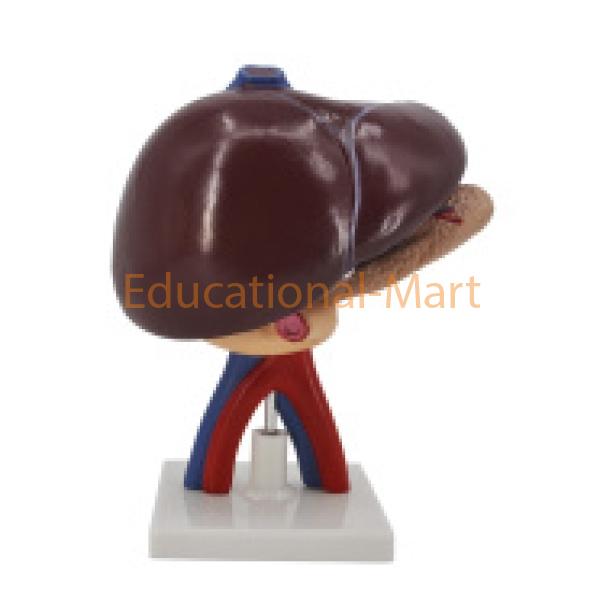 Human Liver Pancreas and Duodenum Human Pancreas