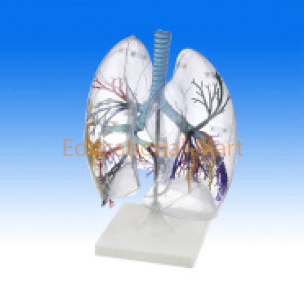 Human Lungs Model Lungs