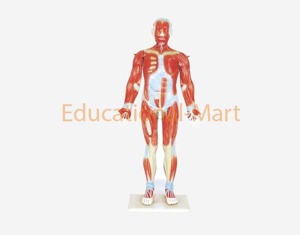 Human Male Muscular
