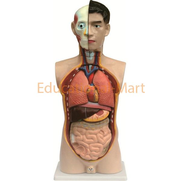 Human Male Torso