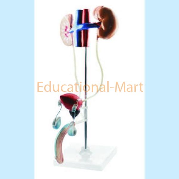 Human Male Urogenital System