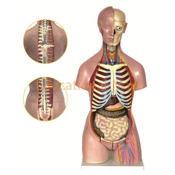 Human Male and Female Torso,with Back Open