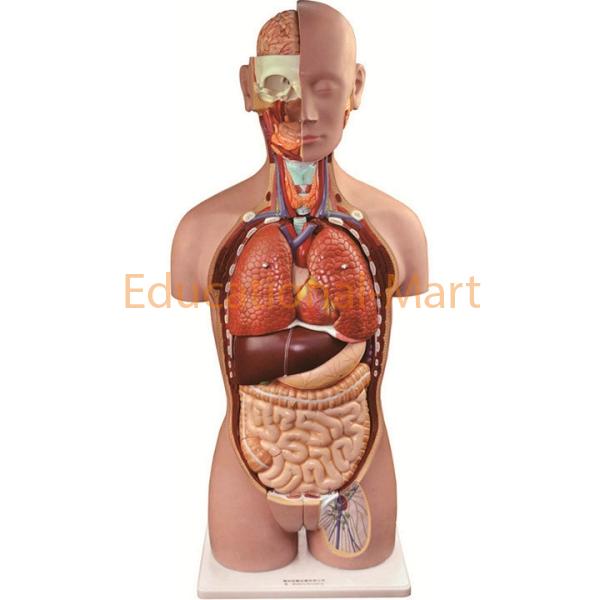 Human Male and Female Torso