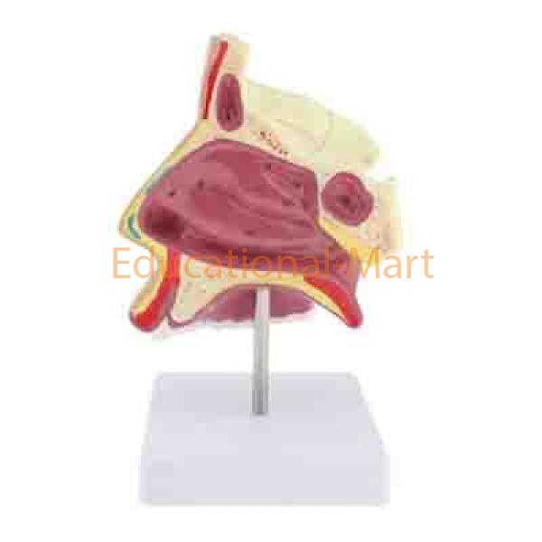 Educational Human Nose on Stand Model