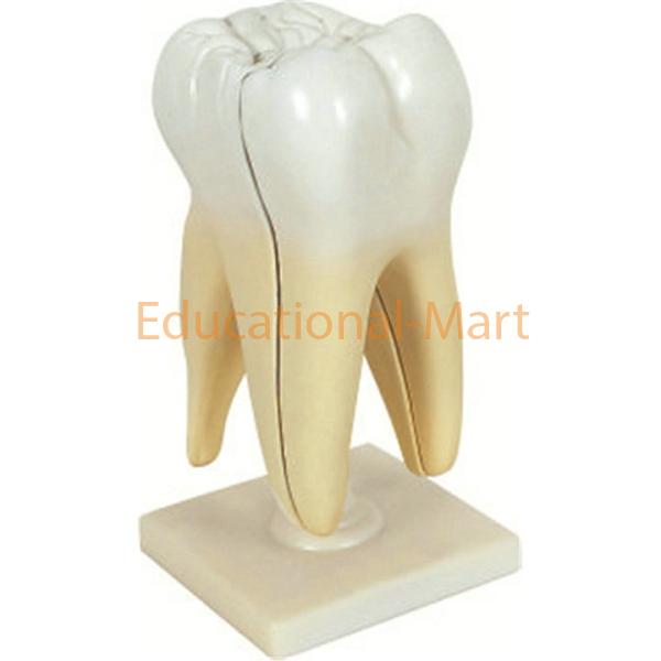 Human Molar Teeth