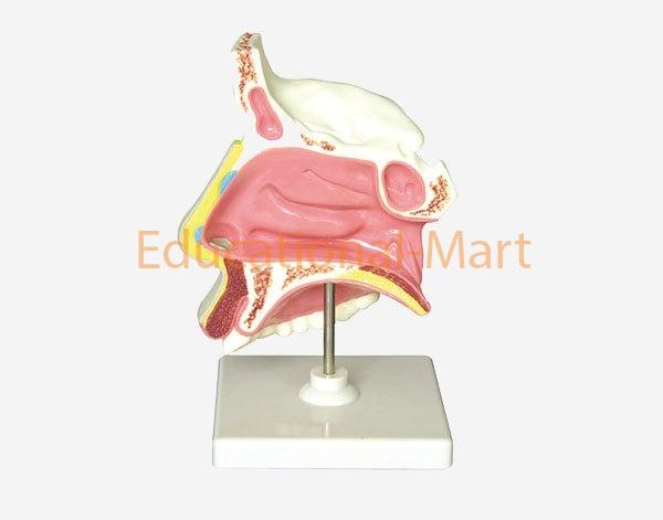 Human Nasal Cavity