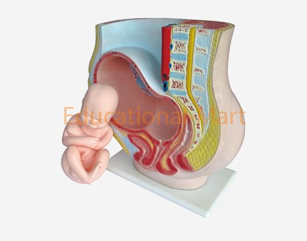 Human Pregnant Uterus