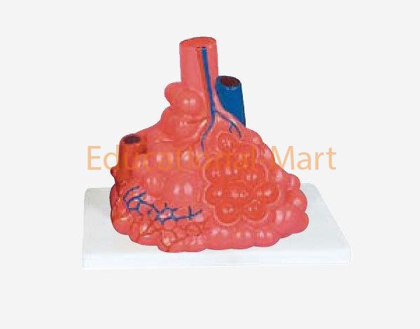 Human Pulmonary Alveoli