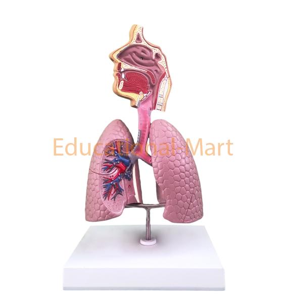 Educational Human Respiratory System Model