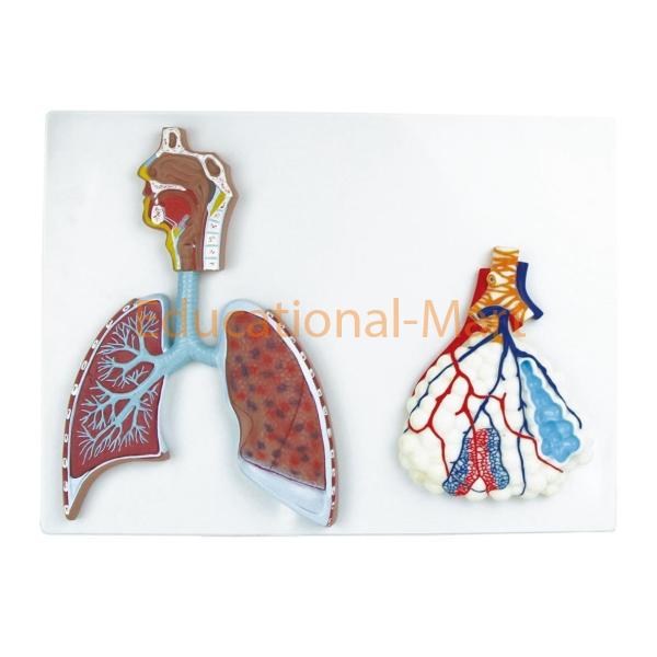 Human Respiratory System with Magnified Alveolus